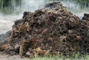 STEAMING-MANURE-300x203